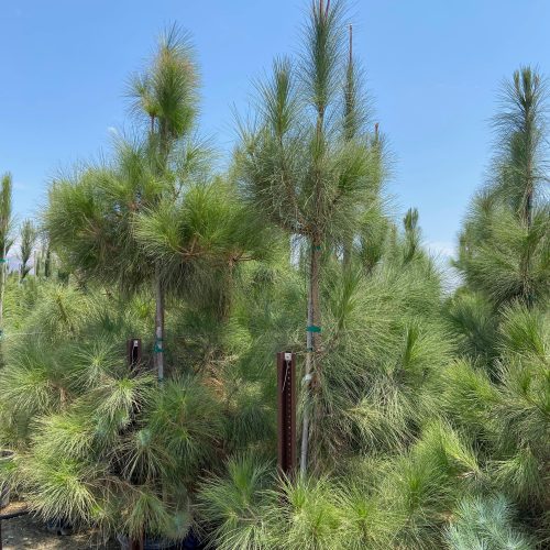 Canary Island Pine (Pinus Canariensis) - Pulled Nursery