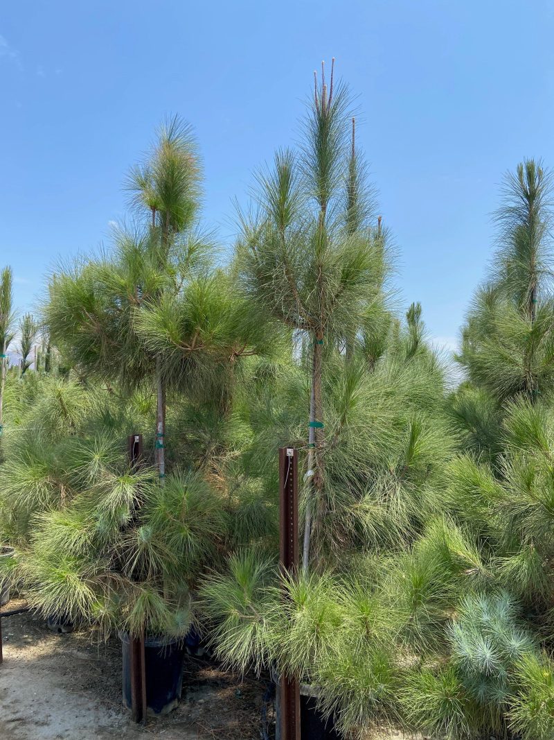 Canary Island Pine (Pinus Canariensis) - Pulled Nursery