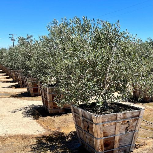 Fruitless Olive Tree Swan Hill 