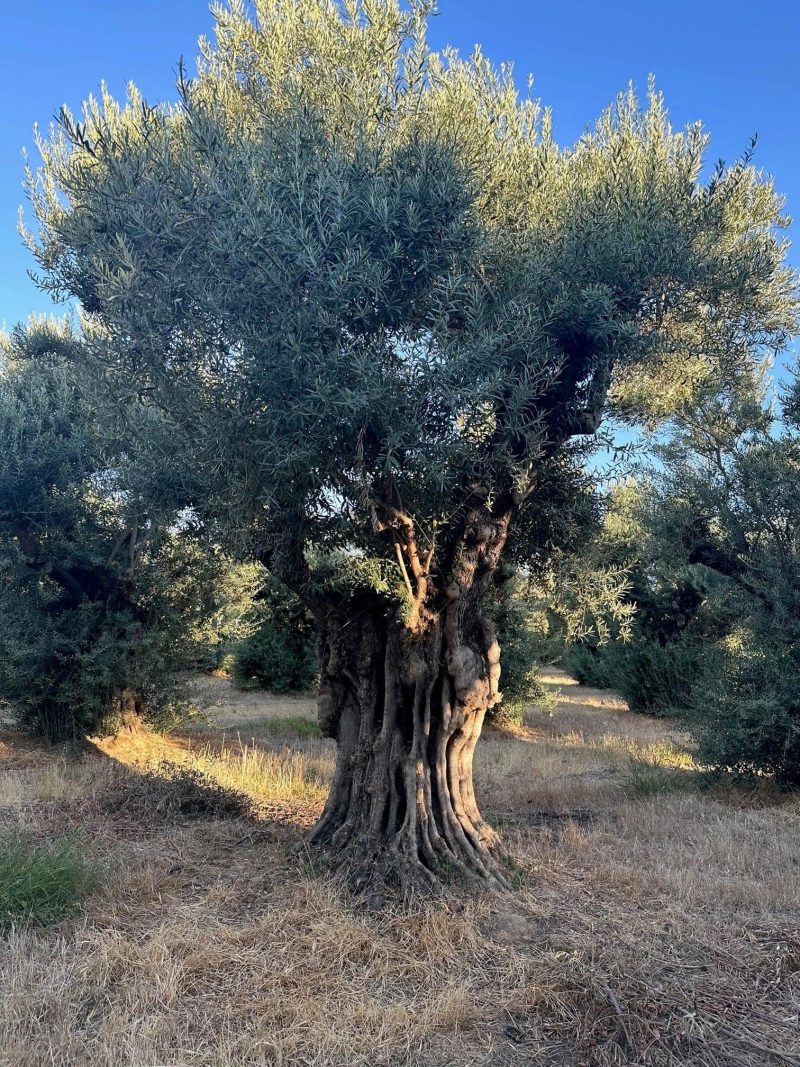 Sevillano Olive Tree (Olea europaea 'Sevillano') - Pulled Nursery