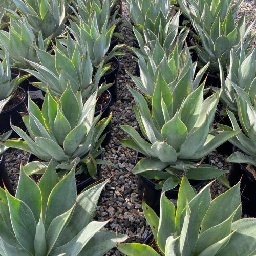 Blue Flame Agave - Pulled Nursery