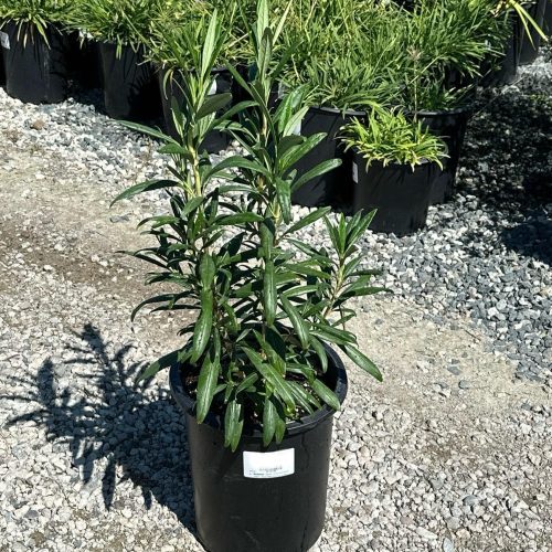 Tree Anemone - Carpenteria Californica - Pulled Nursery