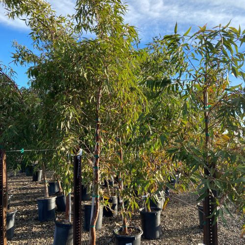 Apple Gum - Angophora Costata - Pulled Nursery