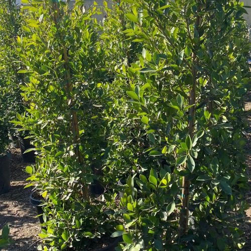 Indian Laurel Columns - Ficus microcarpa nitida - Pulled Nursery