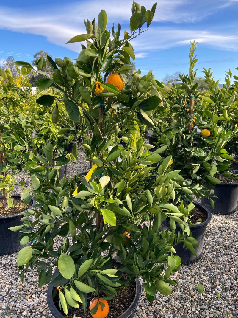 Cara Cara Navel Orange - Pulled Nursery