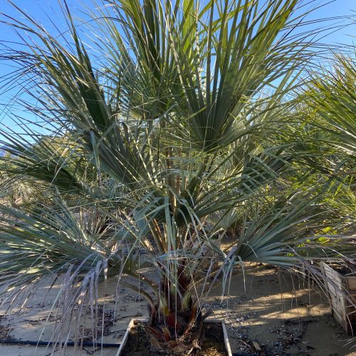 Blue Hesper Palm - Brahia Armata - Pulled Nursery