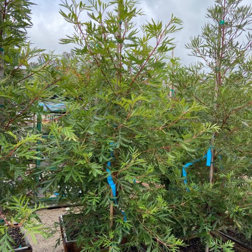 Ironwood - Lyonothamnus floribundus asplenifolius - Pulled Nursery