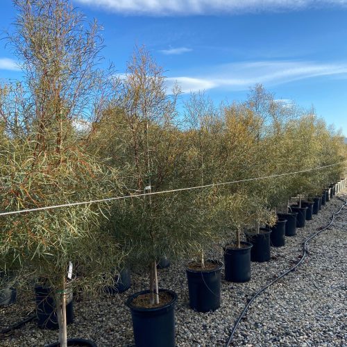 Swamp Mallet - Eucalyptus spathulata