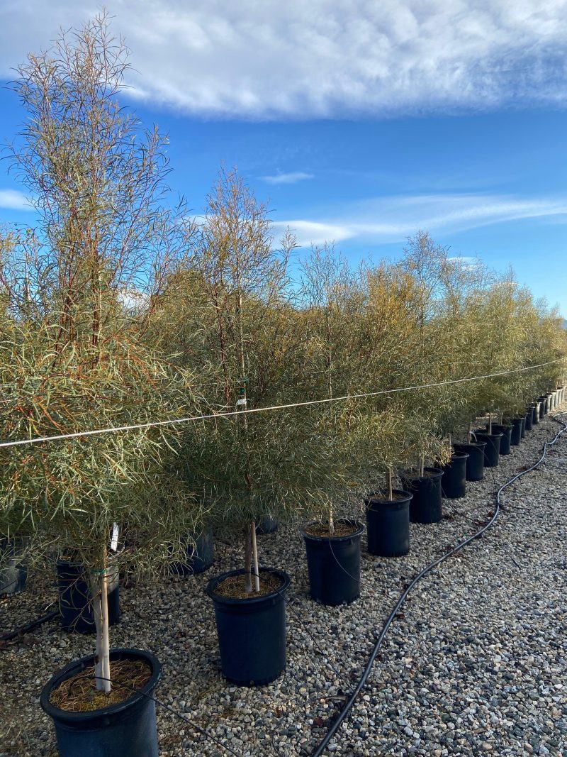 Swamp Mallet - Eucalyptus spathulata