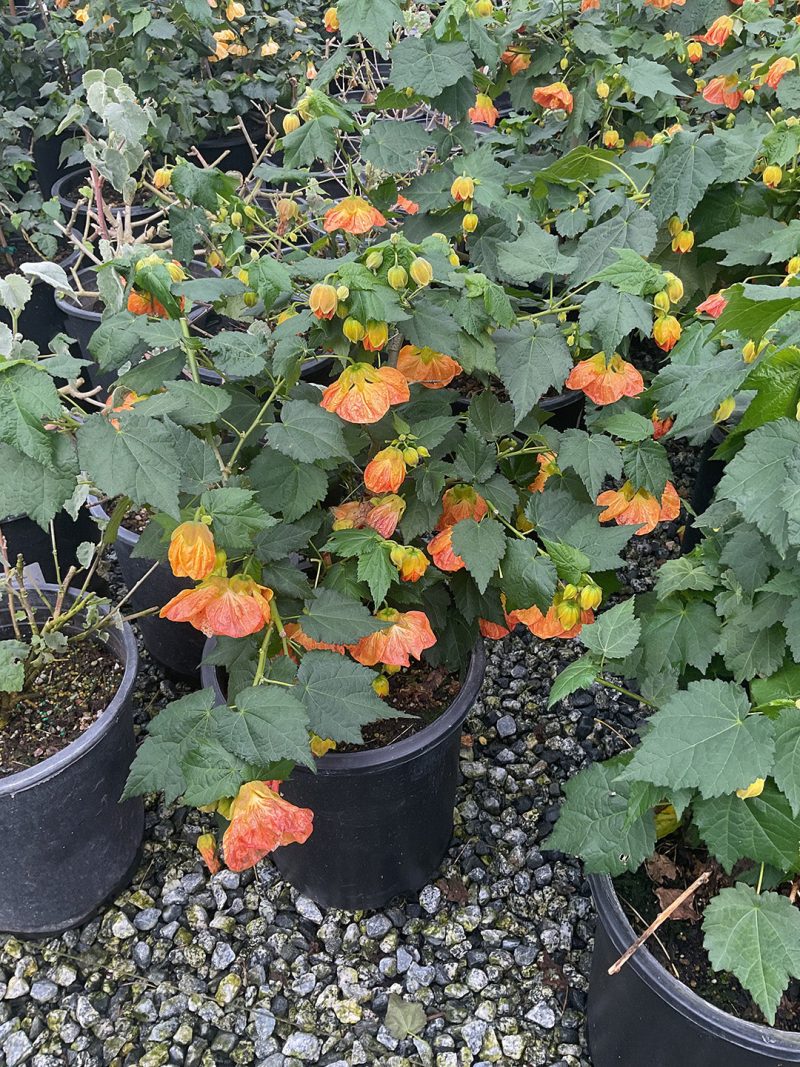 AbutilonVictorReiter5Gal