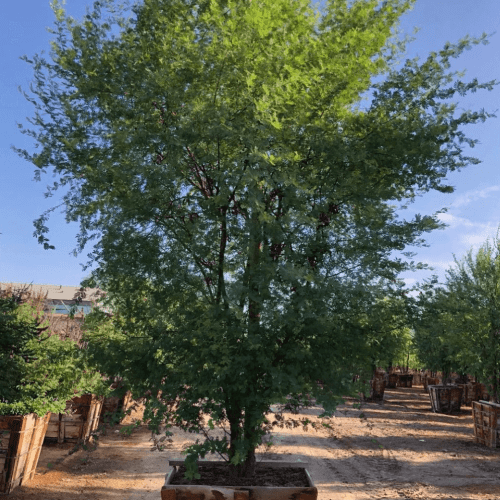 Sweet Acacia - Acacia smallii - Pulled Nursery