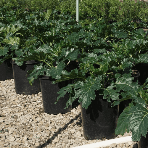 Bear's Breeches - Acanthus mollis - Pulled Nursery