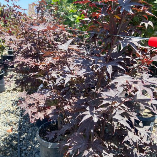 Bloodgood Japanese Maple (Acer Palmatum Bloodgood) - Pulled Nursery