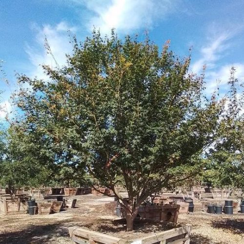 Japanese Maple (Acer Palmatum) - Pulled Nursery