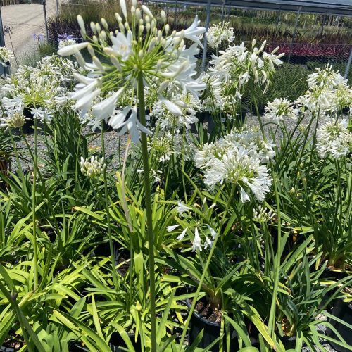 Lily of the Nile - Agapanthus - Pulled Nursery