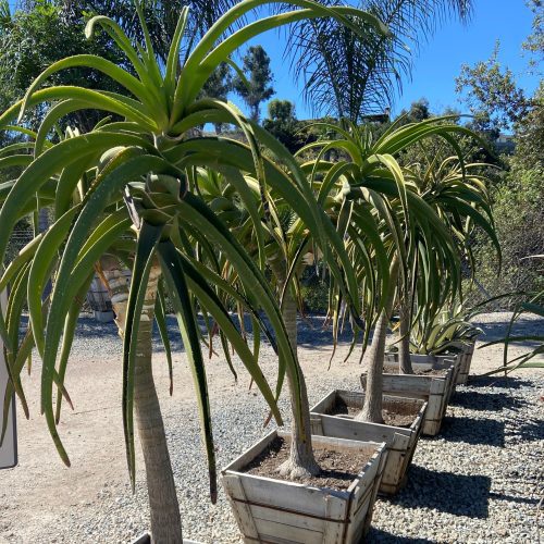 Tree Aloe (Aloe barberae) - Pulled Nursery