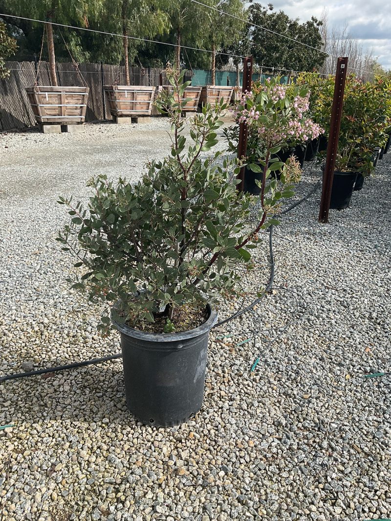 ArctostaphylosAustinGriffiths15Gal