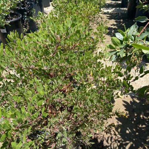 Howard McMinn Manzanita - Arctostaphylos densiflora 'Howard McMinn' - Pulled Nursery