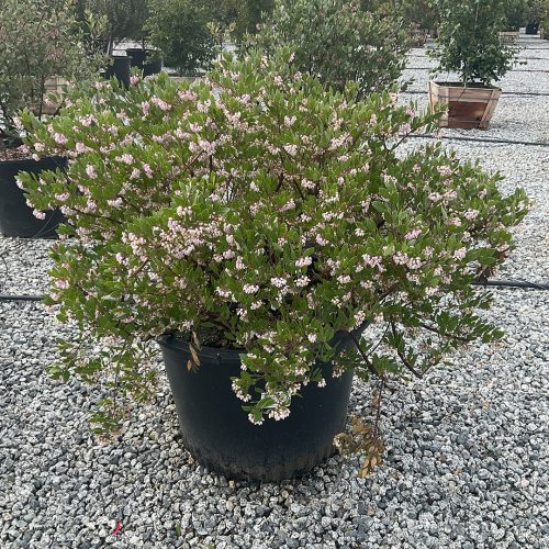 ArctostaphylosHowardMcminn25Gal