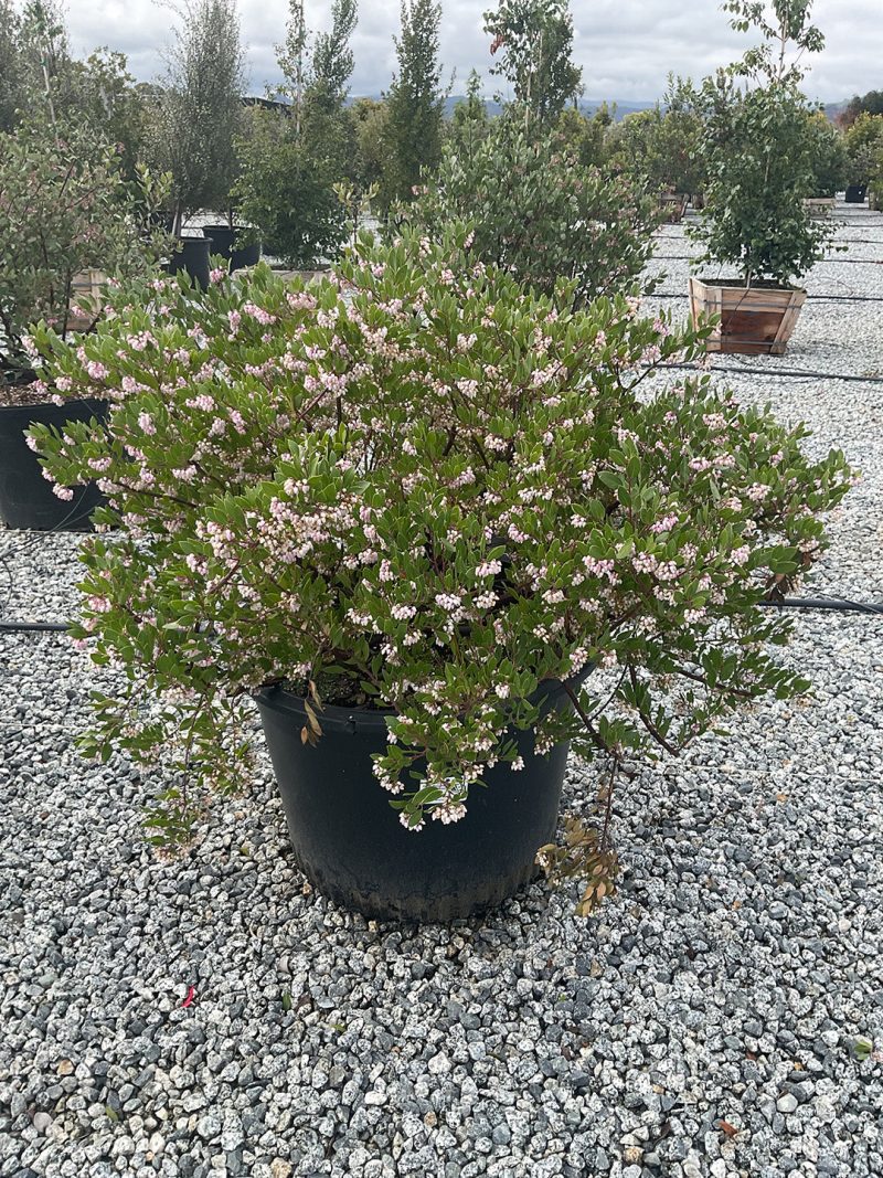 ArctostaphylosHowardMcminn25Gal