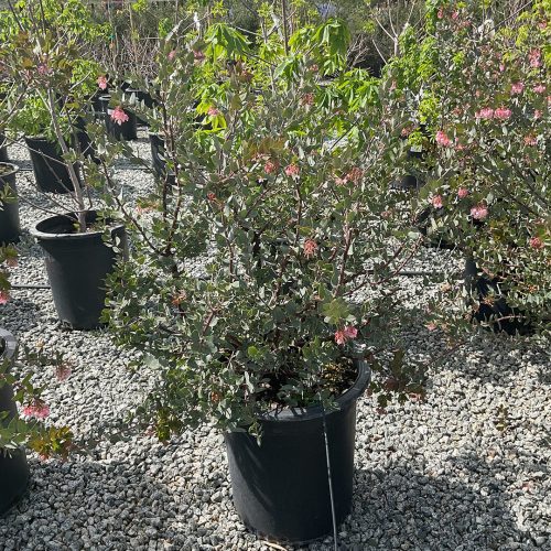 ArctostaphylosLesterRowntree15Gal