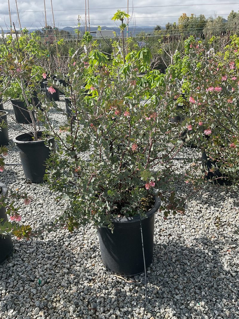 ArctostaphylosLesterRowntree15Gal