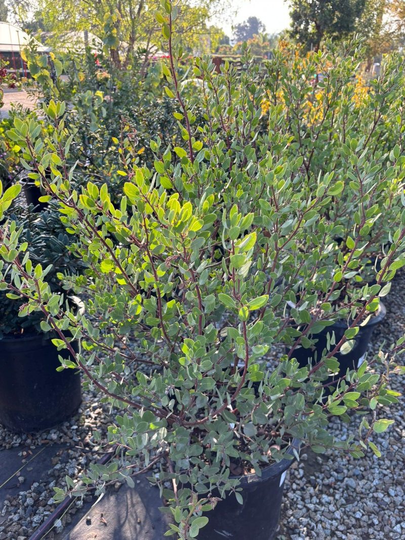 Louis Edmunds Manzanita - Arctostaphylos bakeri 'Louis Edmunds - Pulled Nursery