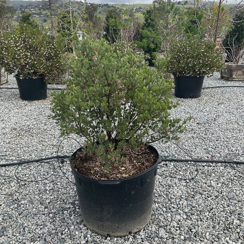 ArctostaphylosLouisEdmunds25Gal