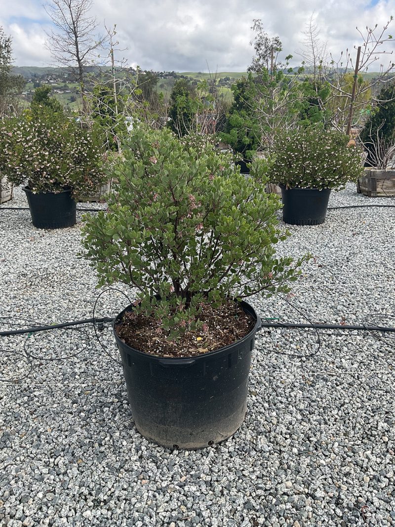 ArctostaphylosLouisEdmunds25Gal