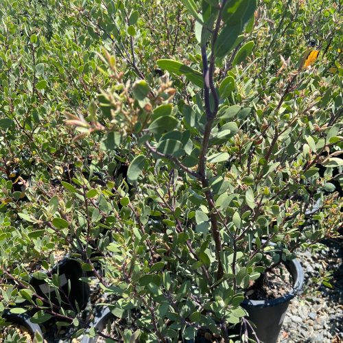 Louis Edmunds Manzanita - Arctostaphylos bakeri 'Louis Edmunds - Pulled Nursery