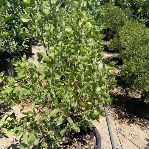 St. Helena Manzanita (Arctostaphylos manzanita 'St. Helena') - Pulled Nursery