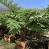 Australian Tree Fern - Alsophila australis - Pulled Nursery