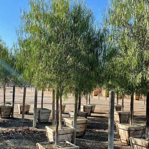 Australian Willow - Geijera parviflora - Pulled Nursery