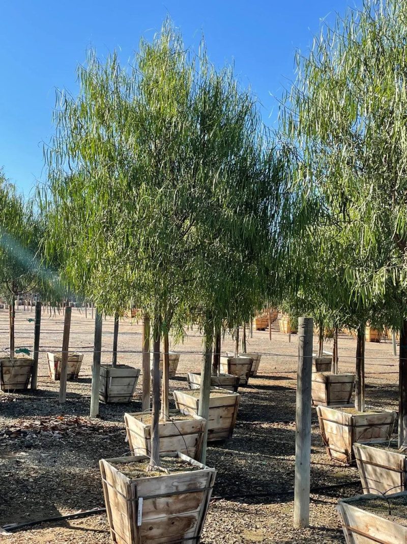 Australian Willow - Geijera parviflora - Pulled Nursery