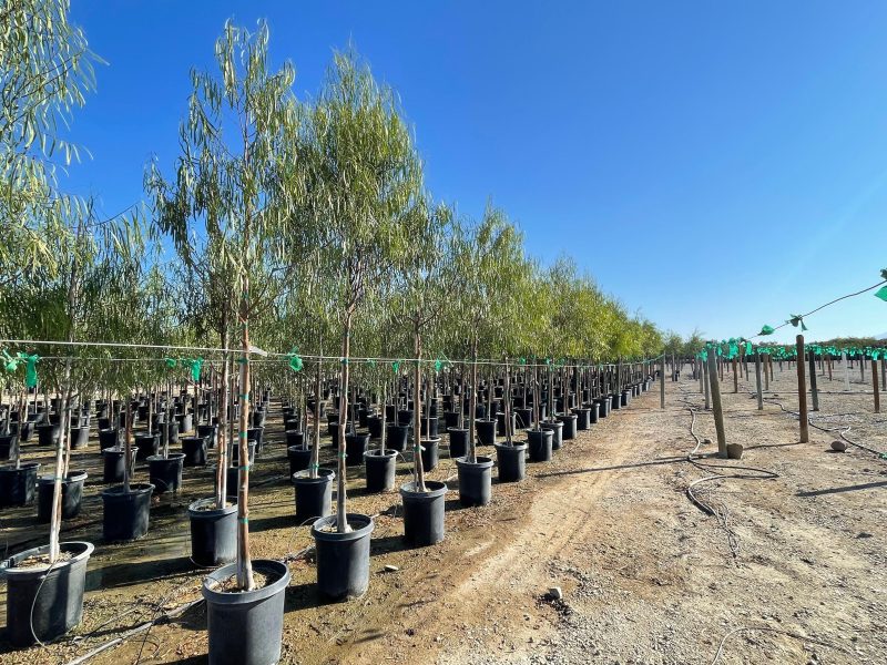 Australian Willow - Geijera parviflora - Pulled Nursery