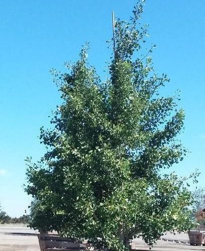 Autumn Gold Gingko (Gingko Biloba 'Autumn Gold') - Pulled Nursery