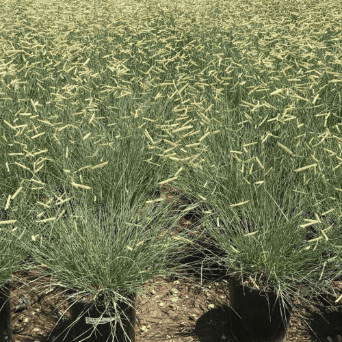 Blonde Ambition Blue Grama Grass - Bouteloua gracilis 'Blonde Ambition' - Pulled Nursery