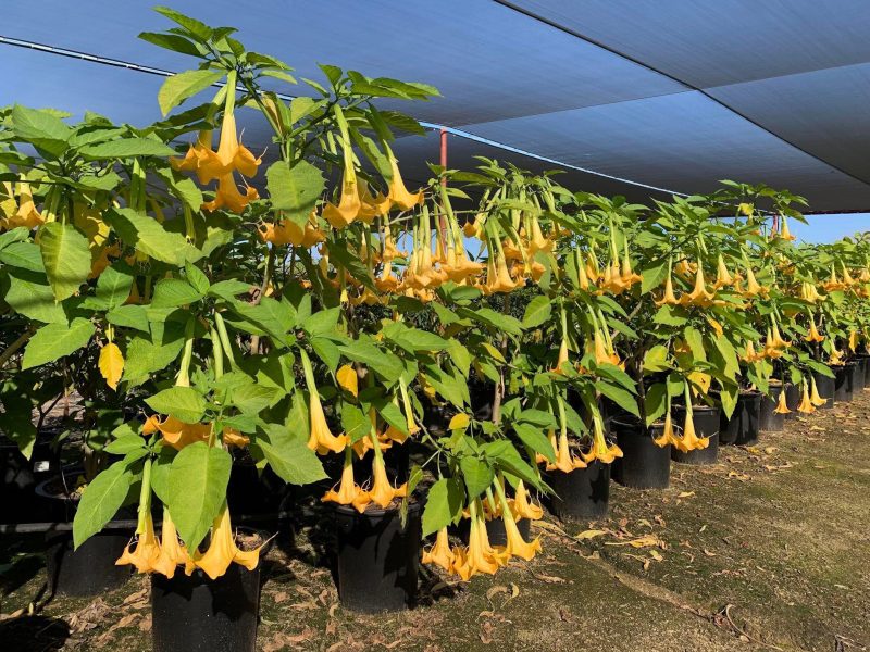 Brugmansia CharlesGrimaldi