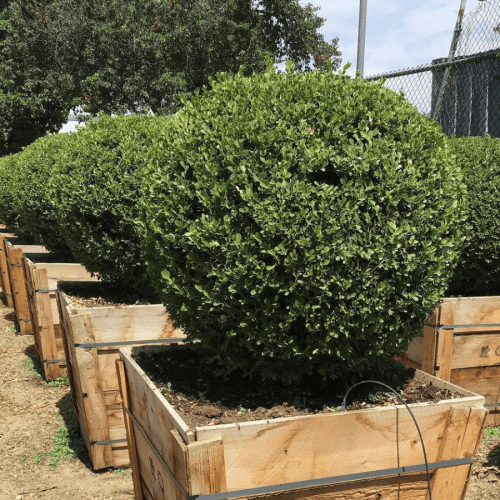 Japanese Boxwood (Buxus japonica ‘Green Beauty’)