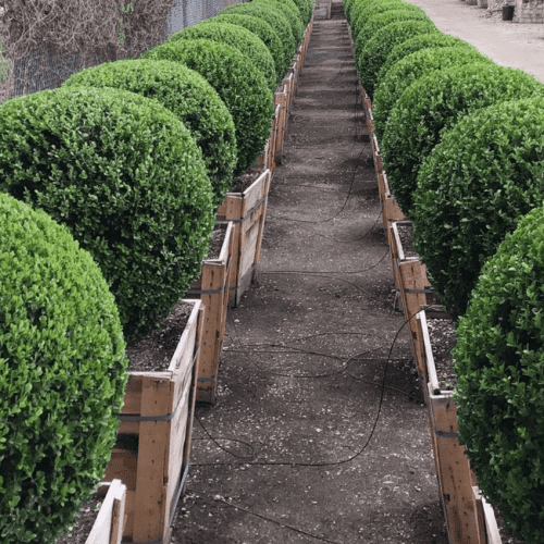 Japanese Boxwood (Buxus japonica ‘Green Beauty’)