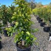 Star Ruby Grapefruit Tree - Pulled Nursery