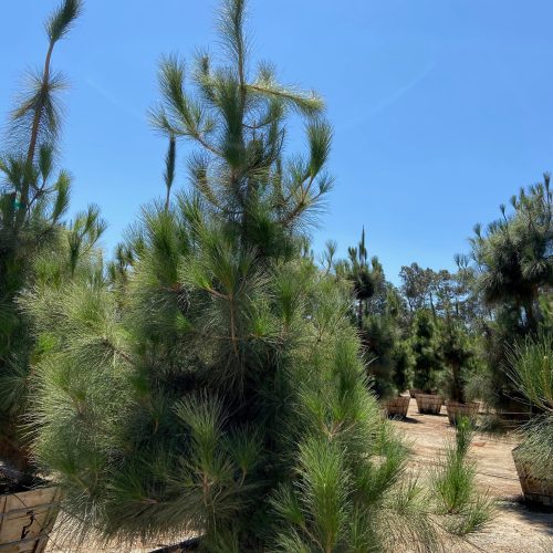 Canary Island Pine (Pinus Canariensis) - Pulled Nursery