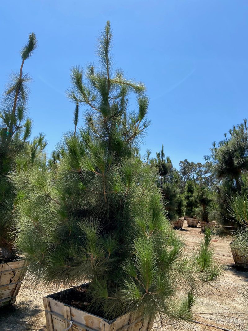 Canary Island Pine (Pinus Canariensis) - Pulled Nursery