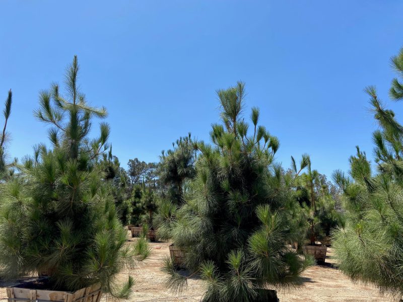 CanaryIslandPine4