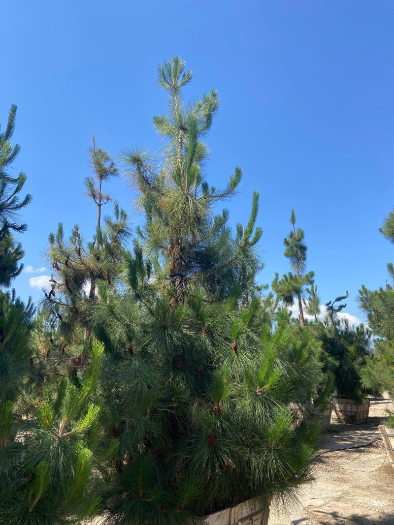 Canary Island Pine (Pinus Canariensis) - Pulled Nursery