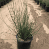 Chondropetalum tectorum - Cape Rush - Pulled Nursery