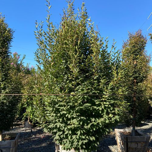 Upright European Hornbeam (Carpinus betulus 'Fastigiata') - Pulled Nursery