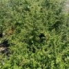 California Lilac - Ceanothus - Pulled Nursery