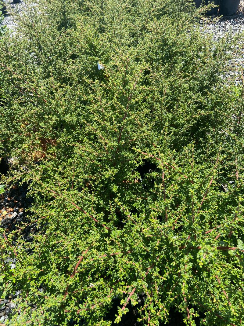 California Lilac - Ceanothus - Pulled Nursery