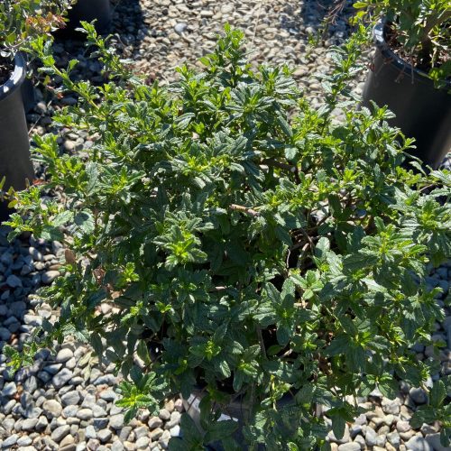 California Lilac - Ceanothus - Pulled Nursery